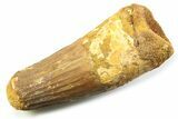 Fossil Spinosaurus Tooth - Robust Tooth #357698-1